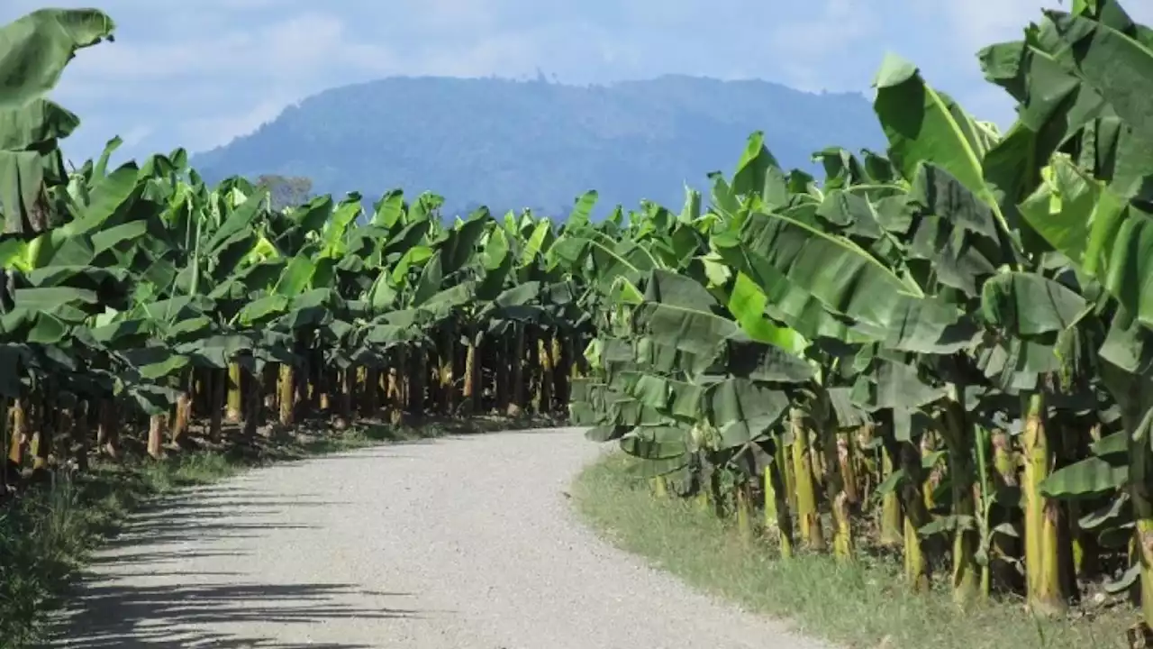 Asesinan a tiros a una mujer en el área rural de la Zona Bananera, Magdalena