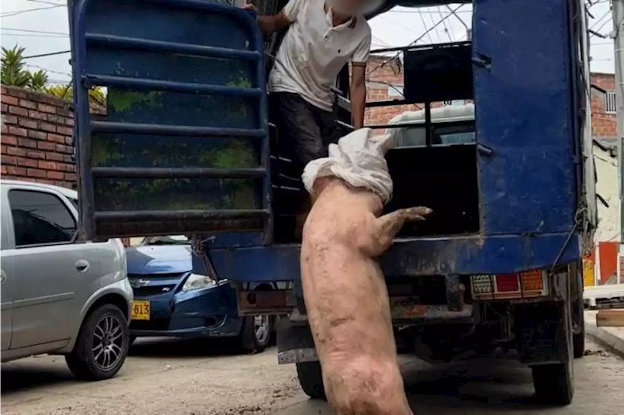 Video: indignación en Bucaramanga por brutal maltrato a cerdo