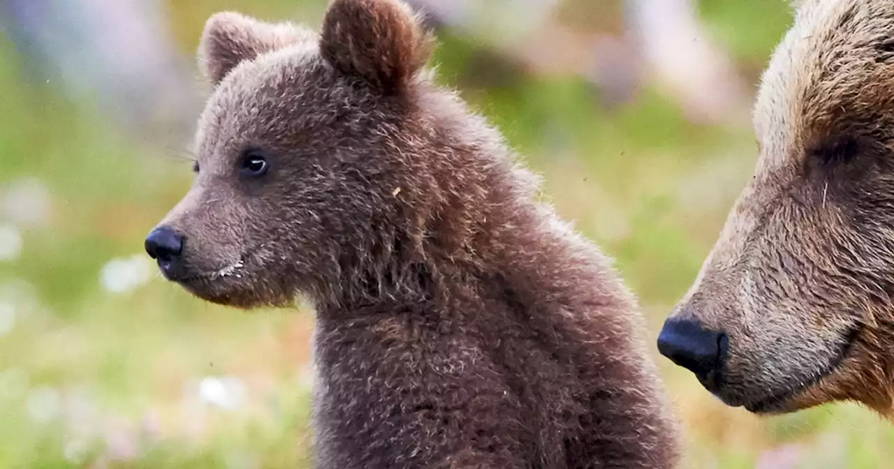 Trentino, trovata in val di Sole la carcassa di un piccolo di orso di 3-4 mesi: 'Appare denutrito. Non è un cucciolo di JJ4' - Il Fatto Quotidiano