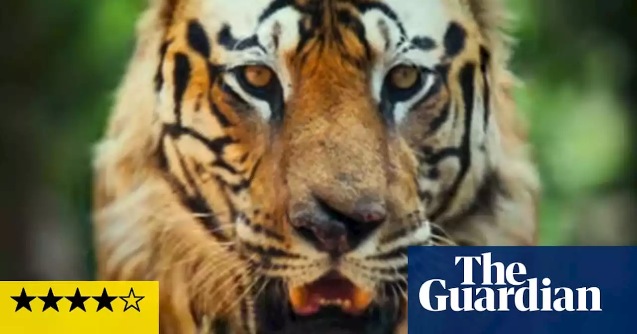 Big Beasts review – nothing on Earth is more compelling than this tiger footage