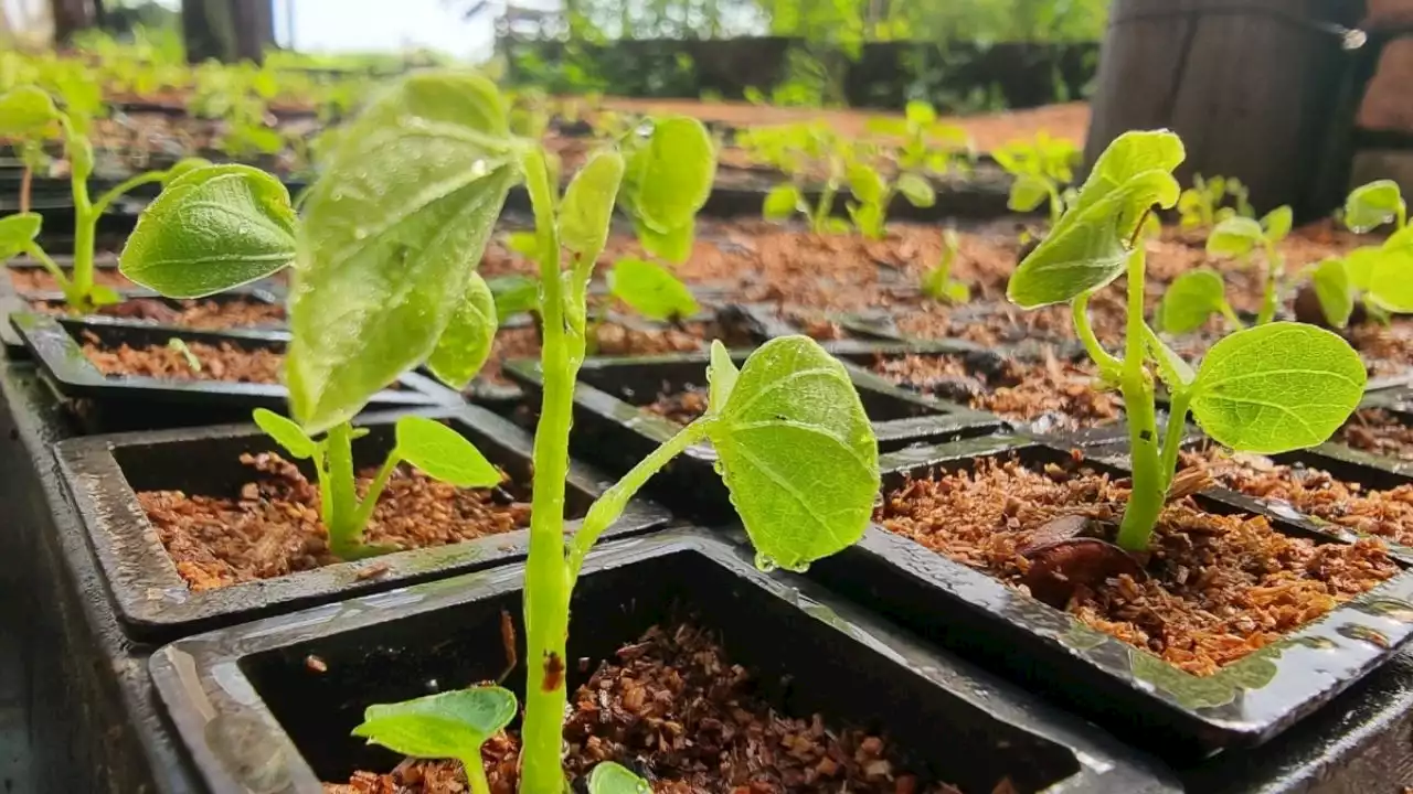 PRI propone que alcaldías y el gobierno desinfección fitosanitario del arbolado urbano