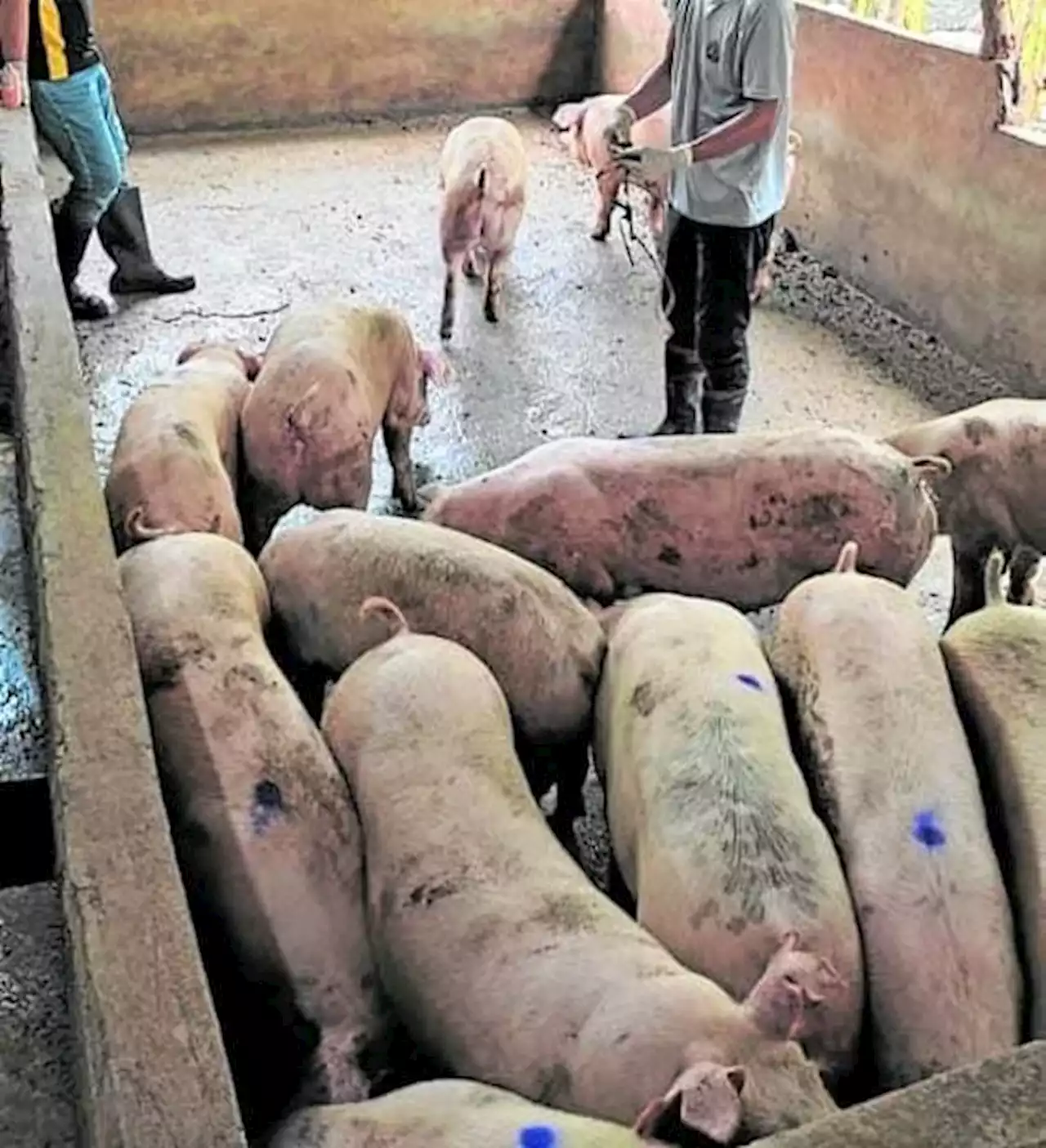 Negros Oriental bans hogs, pork from Cebu