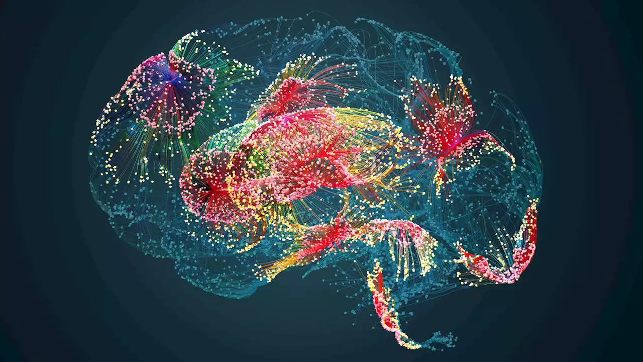 Unraveling the mysteries of the brain: New brain map sheds light on body movement control