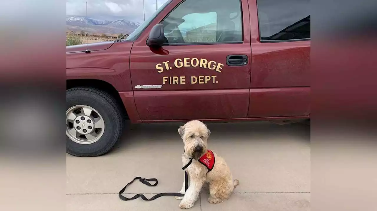 'Tate' — Utah's first certified therapy dog for first responders — makes grand debut