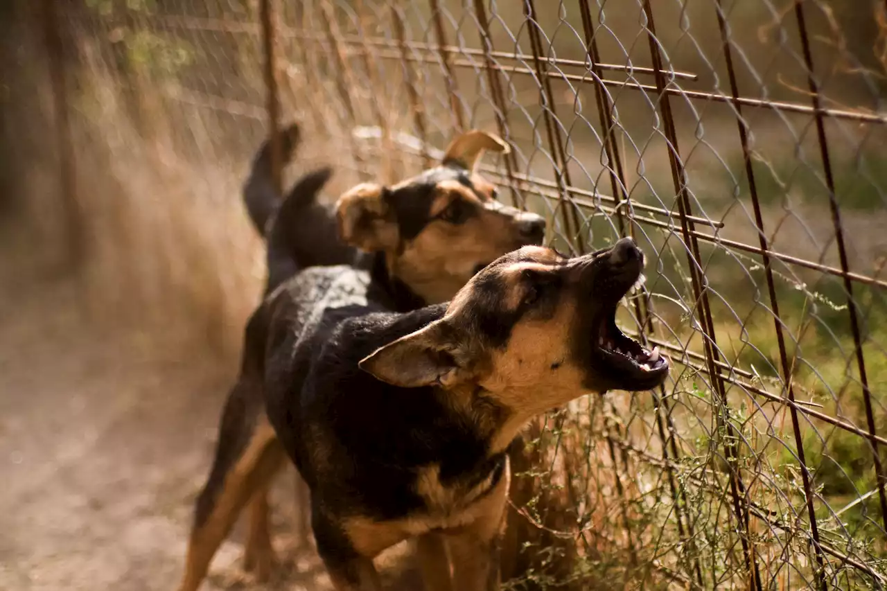 Condenan a un ayuntamiento valenciano a pagar 3.000 euros a un vecino por los ladridos de un perro