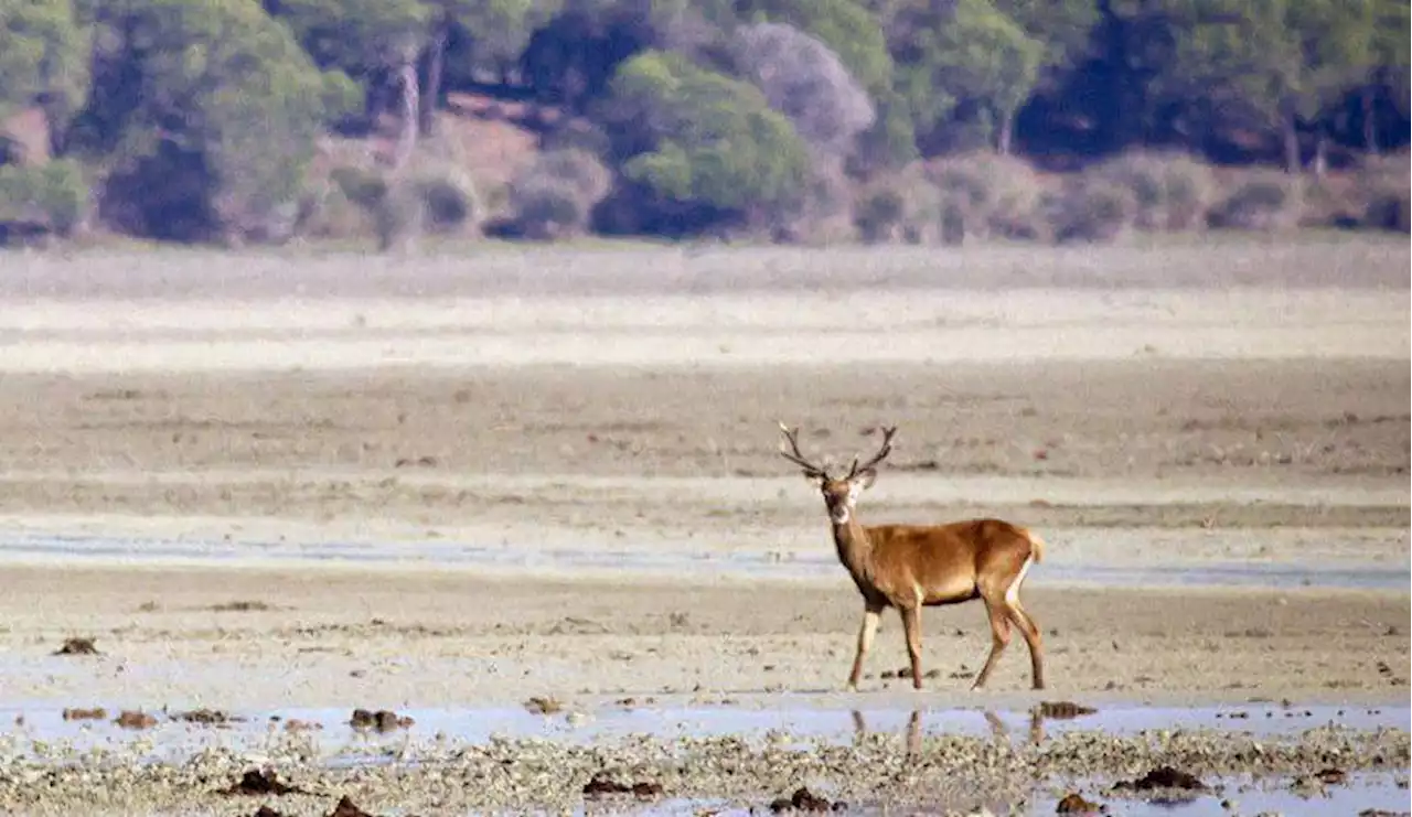La Junta responde oficialmente a la Unión Europea: el acuífero de Doñana no se toca