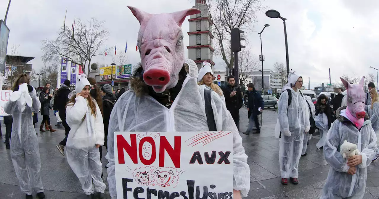 Retraites : comme des bêtes de somme, par Isabelle Sorente