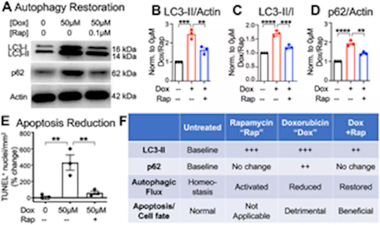 Using cultured canine cardiac slices to model the autophagic flux with doxorubicin