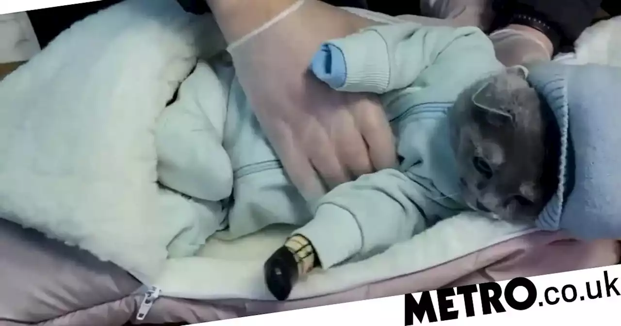 Woman dressed cat up as a baby in attempt to smuggle drugs into resort