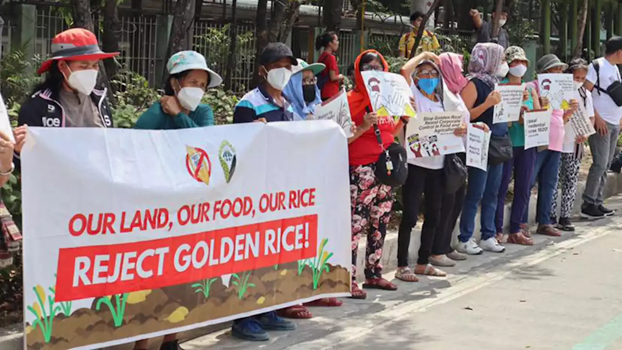 Supreme Court issues writ of kalikasan against Golden Rice, Bt Eggplant