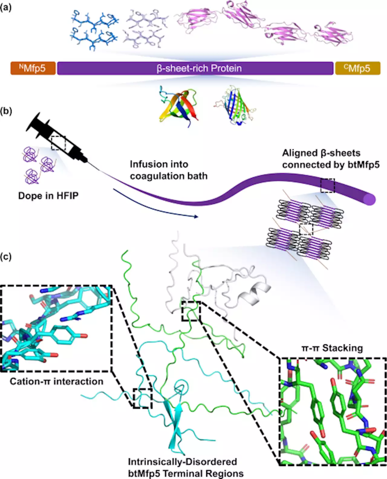 Bi-terminal fusion of intrinsically-disordered mussel foot protein fragments boosts mechanical strength for protein fibers - Nature Communications