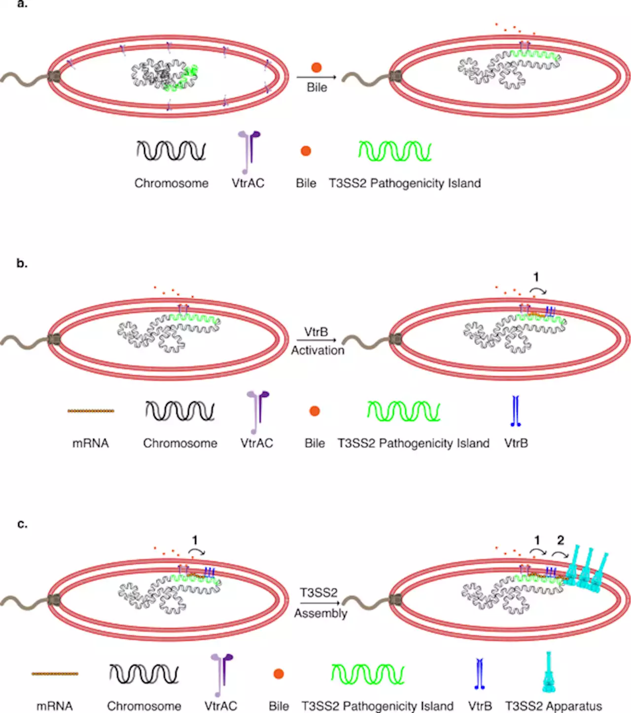 Membrane-localized expression, production and assembly of Vibrio parahaemolyticus T3SS2 provides evidence for transertion - Nature Communications