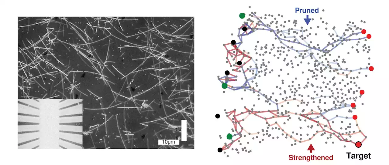 Nanowire networks learn and remember like a human brain