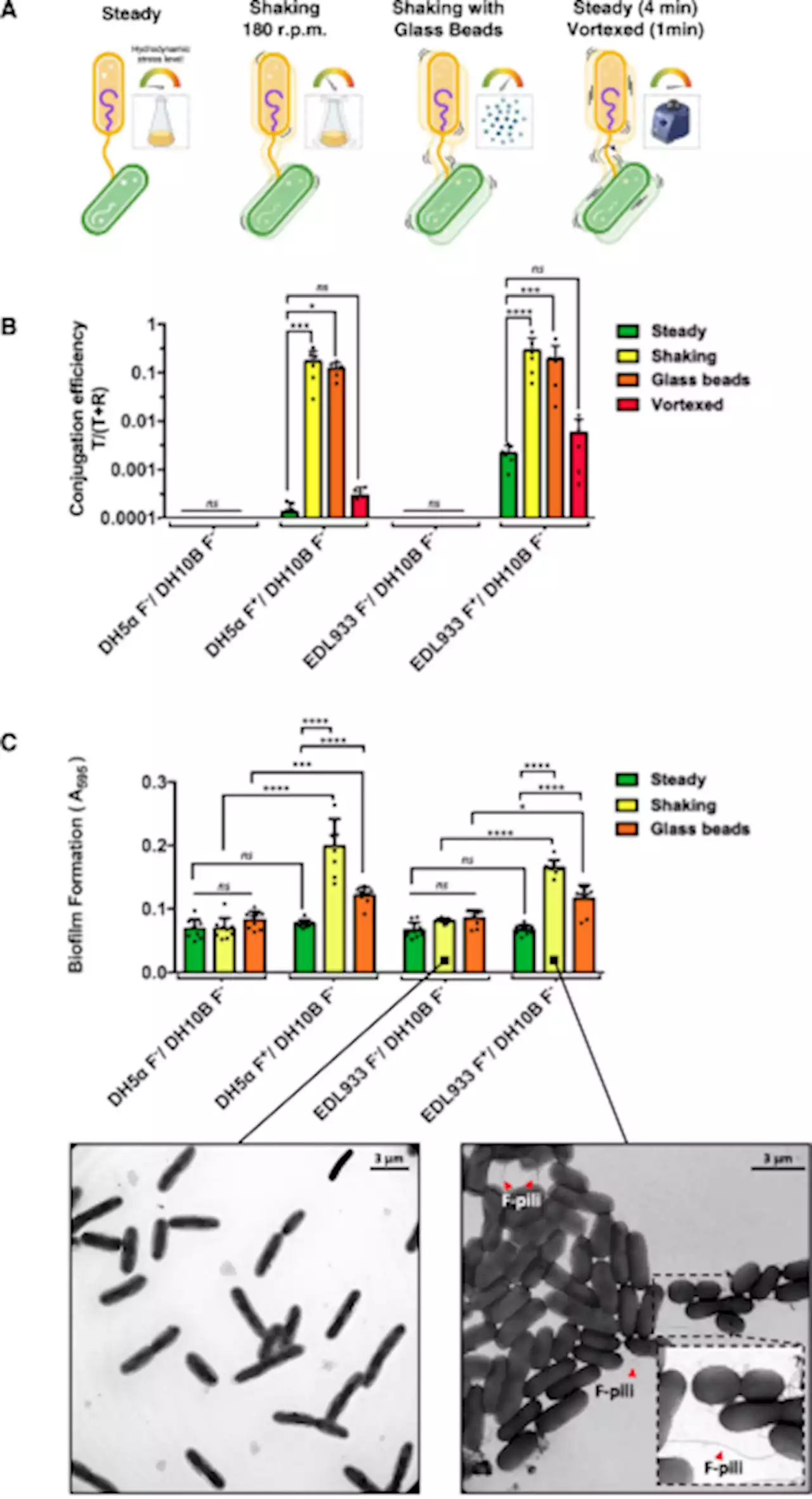 The F-pilus biomechanical adaptability accelerates conjugative dissemination of antimicrobial resistance and biofilm formation - Nature Communications