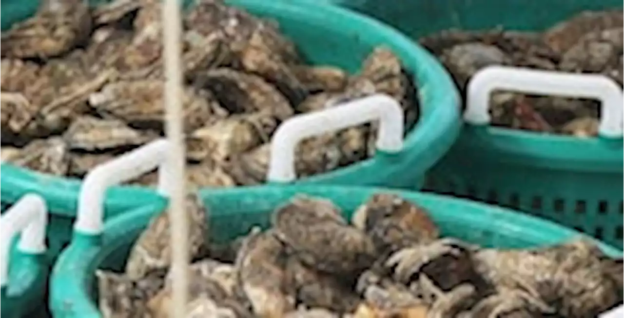 Virginia expects largest oyster harvest in three decades