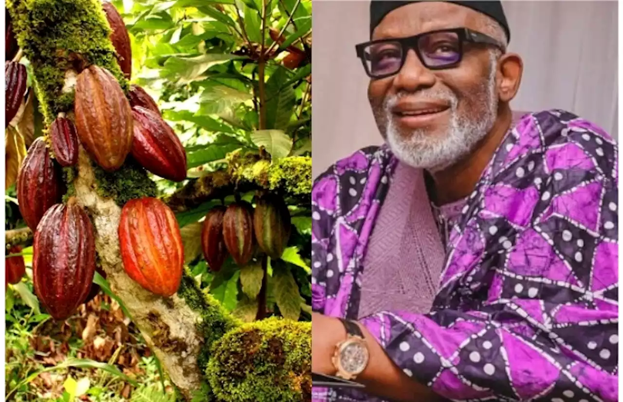 Cocoa farmers protest eviction from Ondo forest reserve