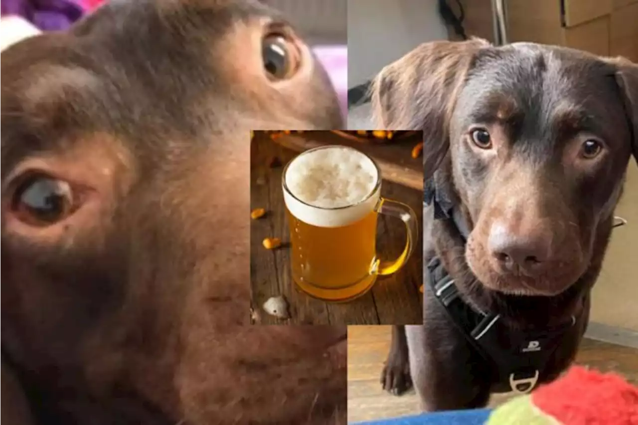 Perro se habría vuelto alcohólico por lamentable razón; expertos lograron salvarlo - Pulzo