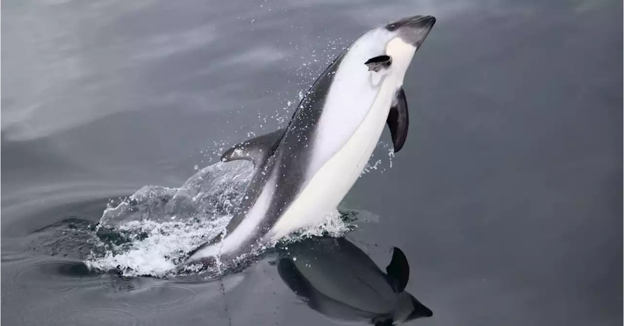 Pollution, bird flu threaten 'very fragile' Chilean dolphin population