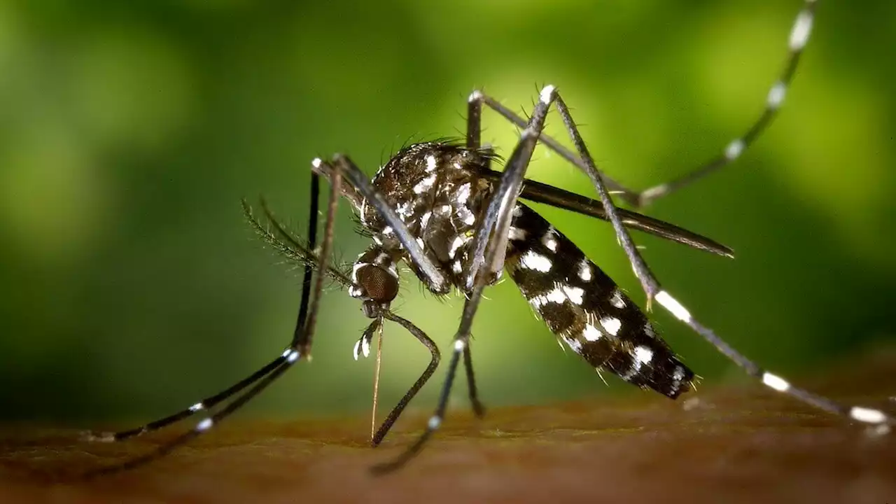 Dengue, decine di morti in Argentina: sale l'allerta, i sintomi della malattia