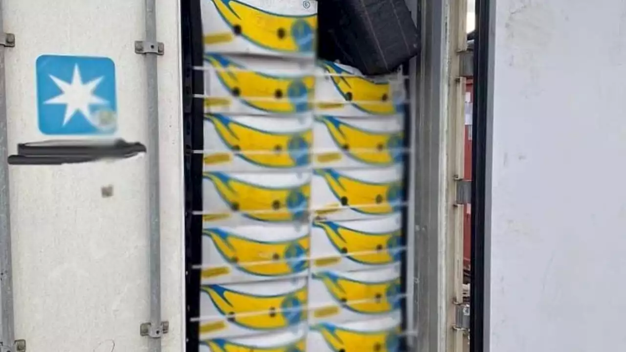 Operazione Tin Can: fermato carico di banane con 72 chili di cocaina purissima