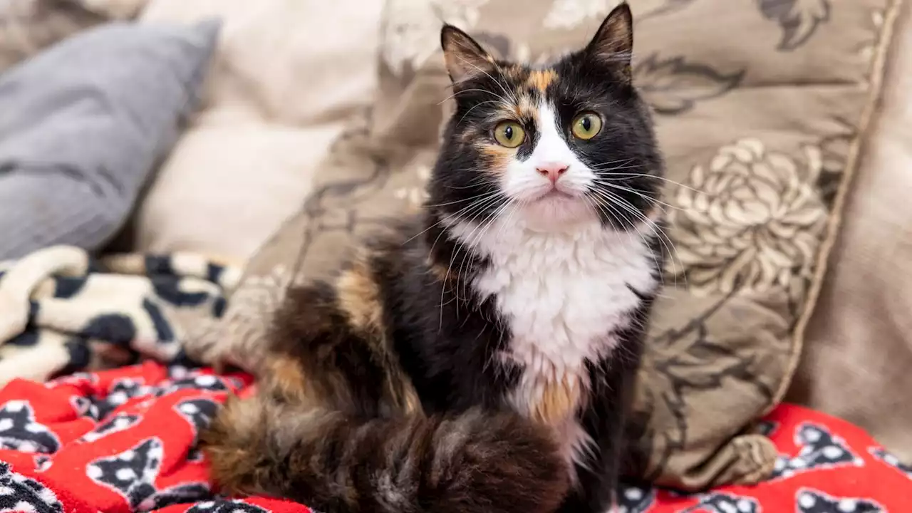 Willow the cat among awards finalists after saving the life of diabetic owner