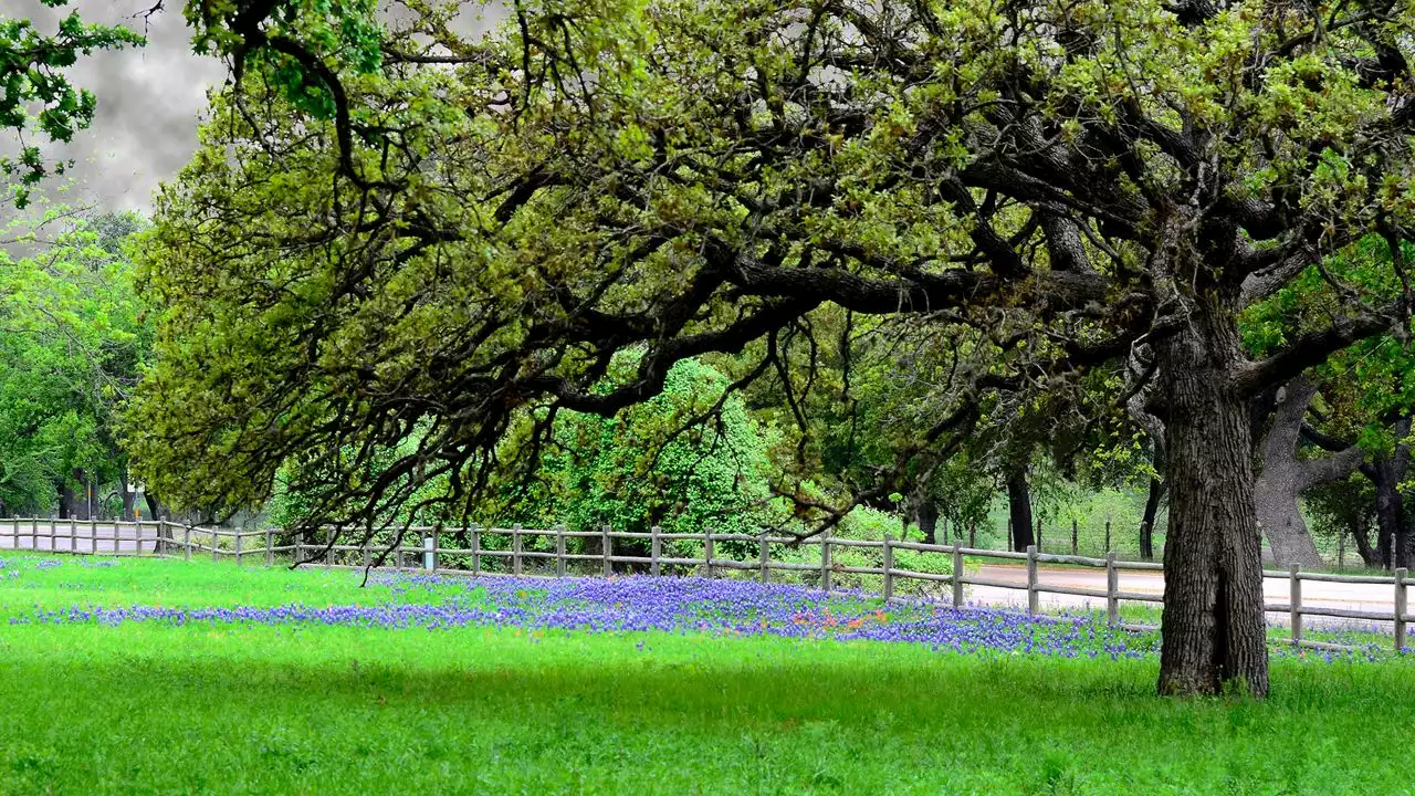 Earth Day 2023: From tree planting to trash cleanup, get involved in Texas