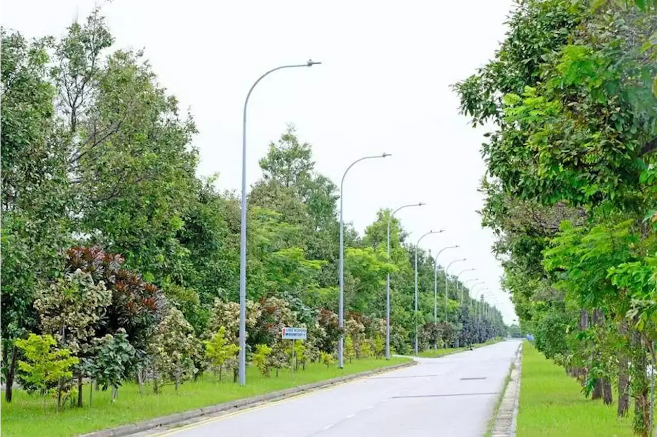 34,000 trees planted in Jurong Island, increasing the number by four times since 2019