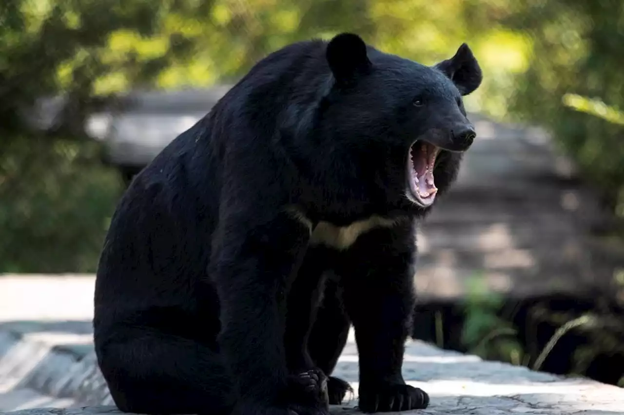 West Vancouver, B.C. man fined for repeatedly feeding black bear and cub