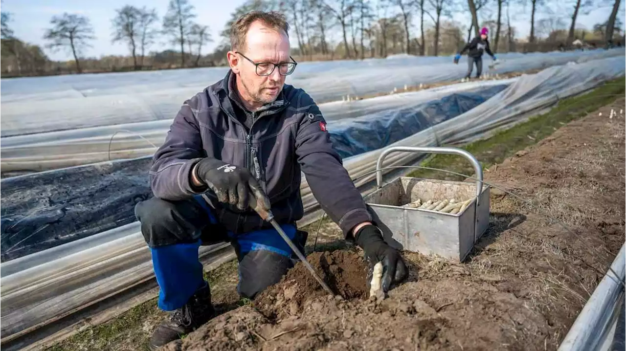 'billigimporte sind ein problem' - zu besuch beim bremer spargelbauern