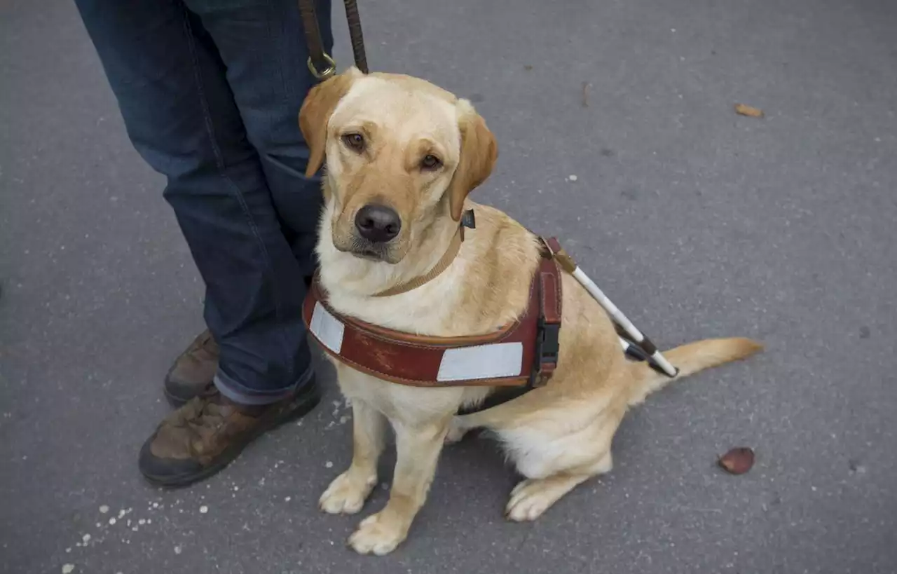 Les chiens guides encore trop souvent refusés dans les lieux publics