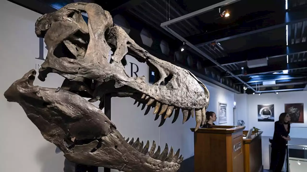 Belgian foundation to exhibit auctioned T. rex in Antwerp