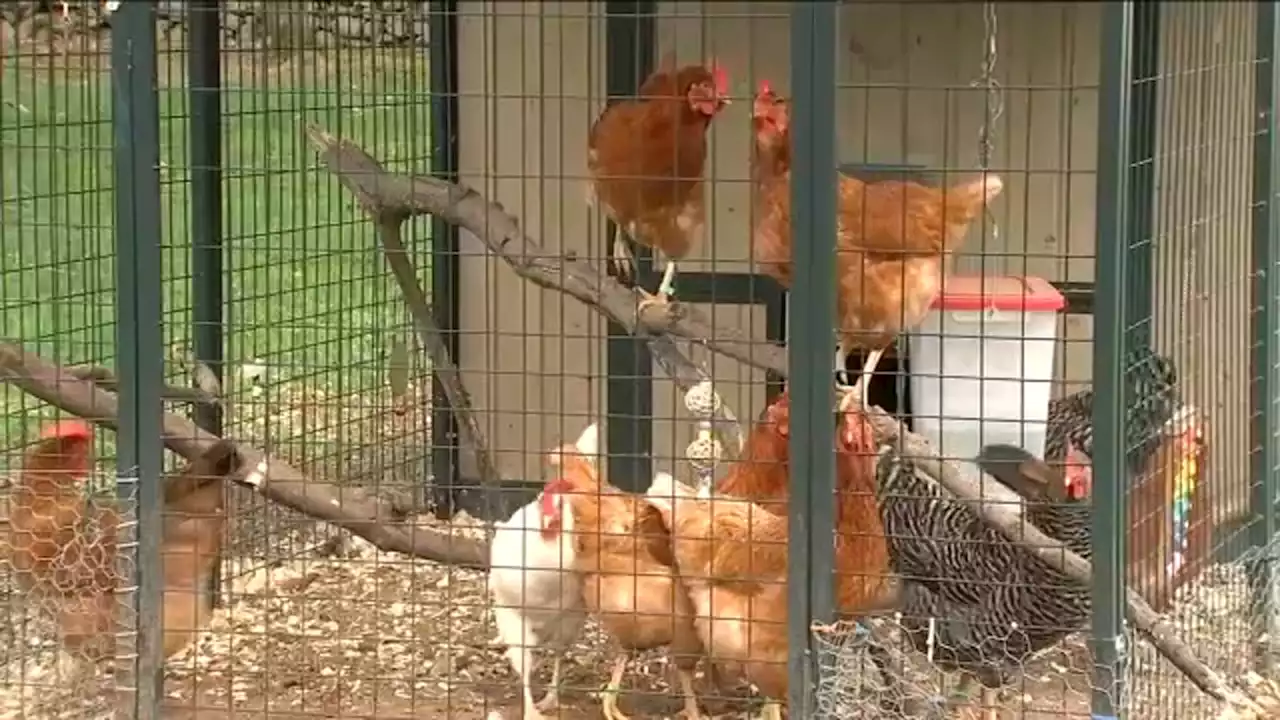 Family fighting to keep chickens on Newburgh property after anonymous complaint threatens flock