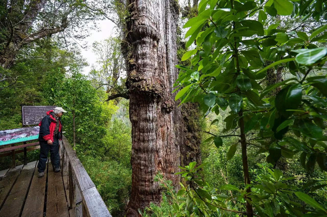 L'arbre le plus vieux de la planète a 5 000 ans et se trouve au sud de Chili