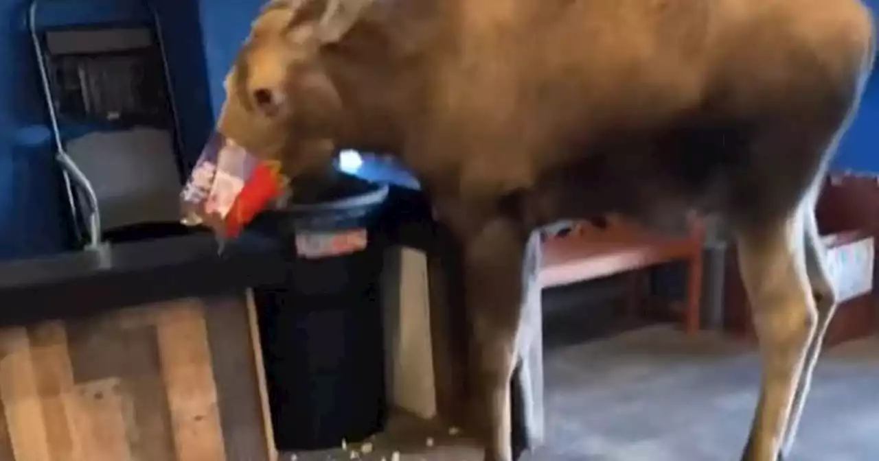 Moose wanders into Kenai movie theater and leaves with a Happy Meal