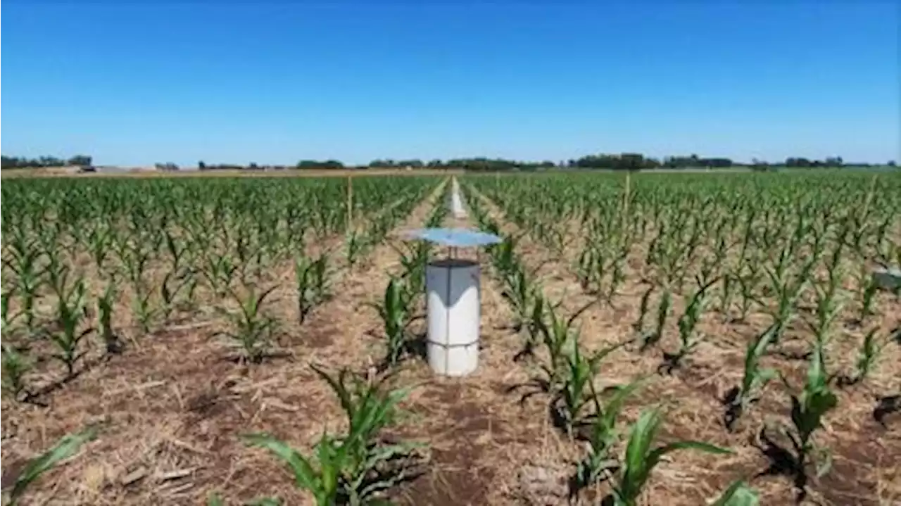 Los suelos argentinos almacenan el 2% del carbono mundial y contribuyen a mitigar el cambio climático