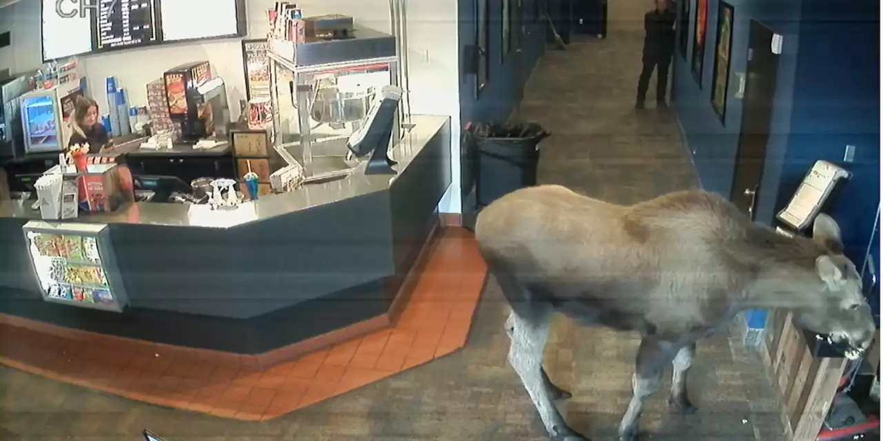 WATCH: Moose fills up on popcorn in Kenai theater