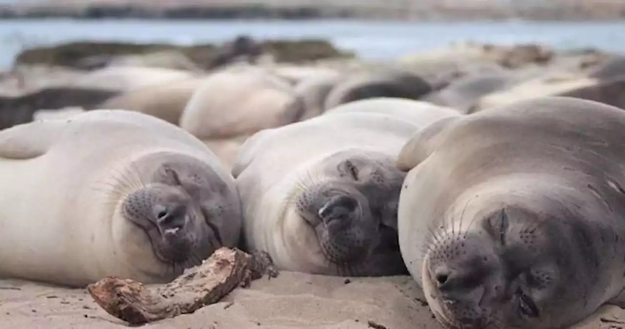 You think you need more sleep? Tell that to an elephant seal