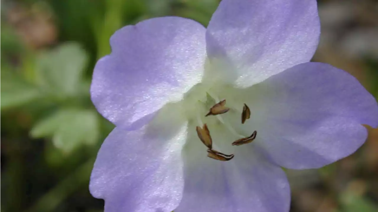 Seven native plants for gardening in Central Texas