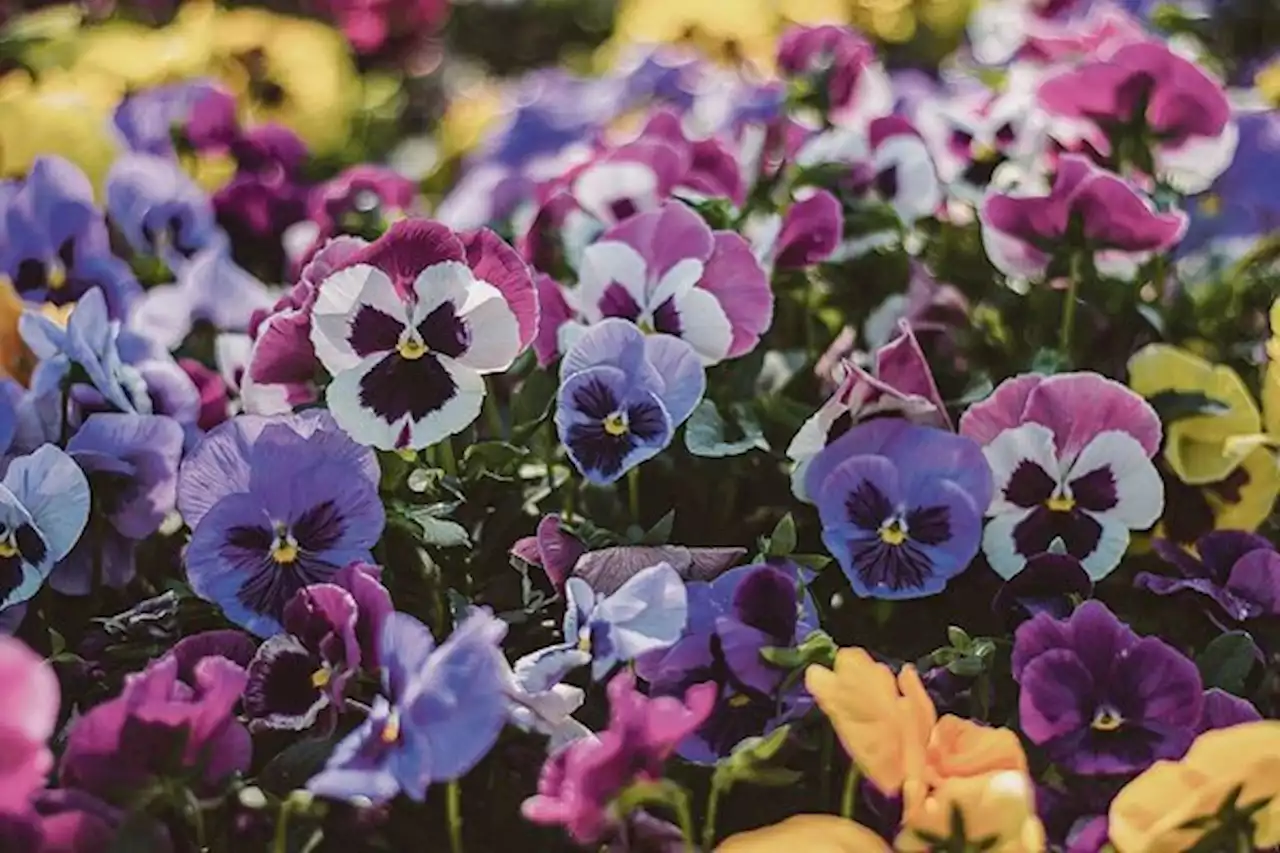 Die Zweijährigen: Blumen wie in Grosis Garten - bauernzeitung.ch