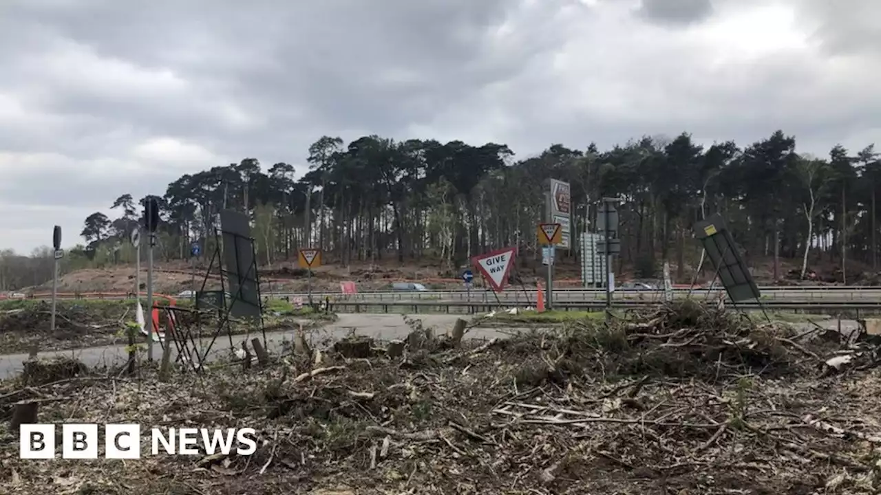 M25: Thousands of trees replanted after widening work