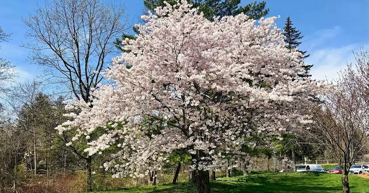 This park near Toronto is an under-the-radar spot to see cherry blossoms