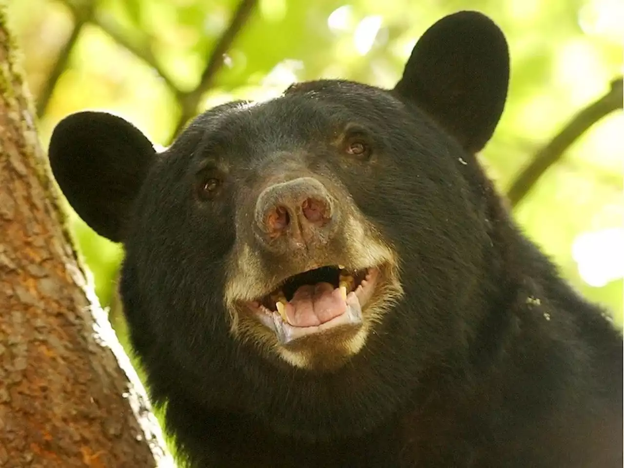 B.C. man fined for repeatedly feeding black bear and cub