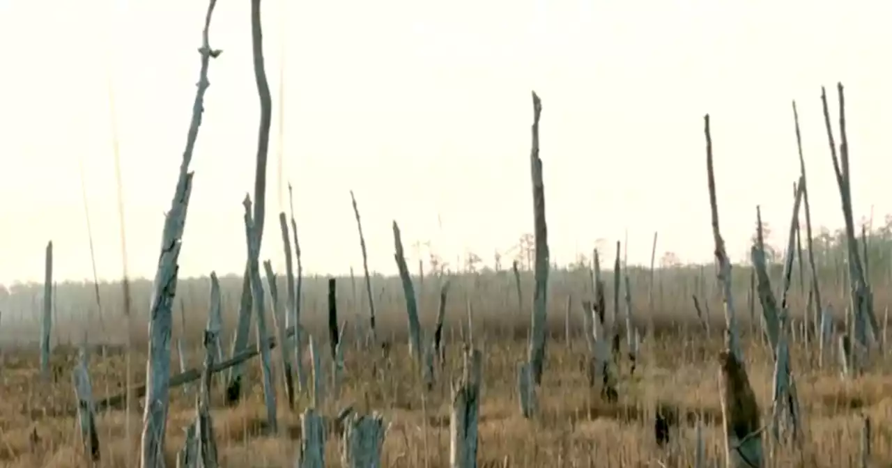 'Ghost forests' along U.S. coasts are a haunting indicator of climate change