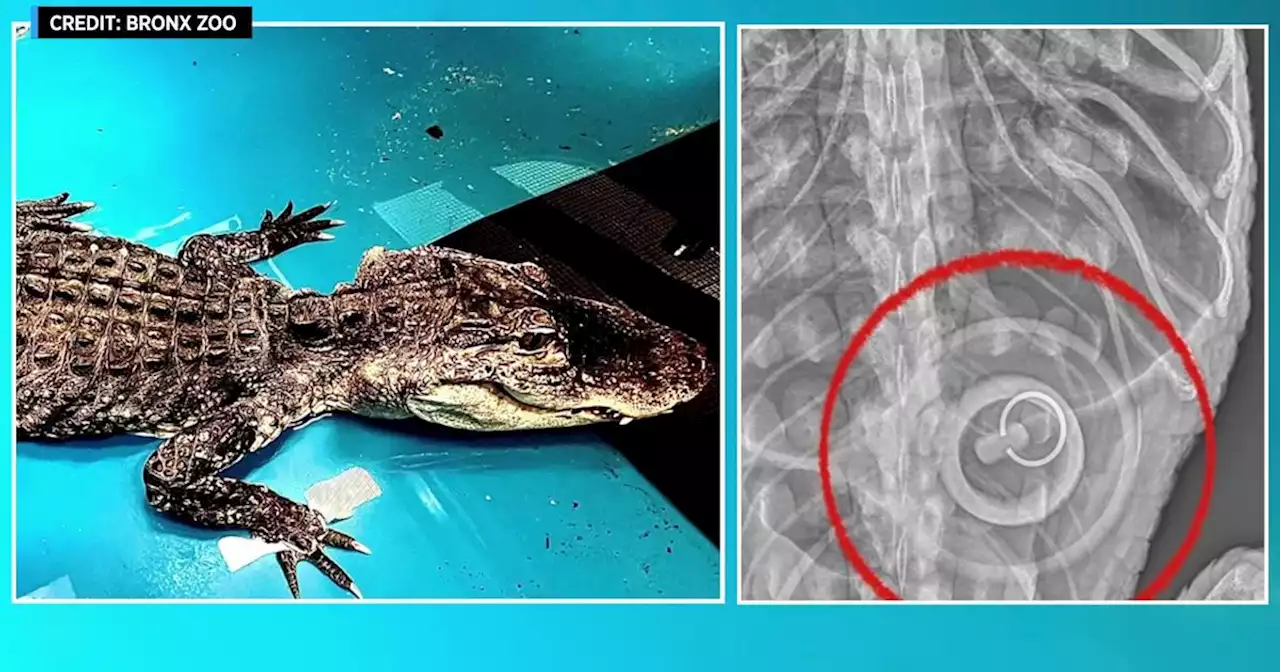 Alligator dies 2 months after being rescued from Prospect Park lake