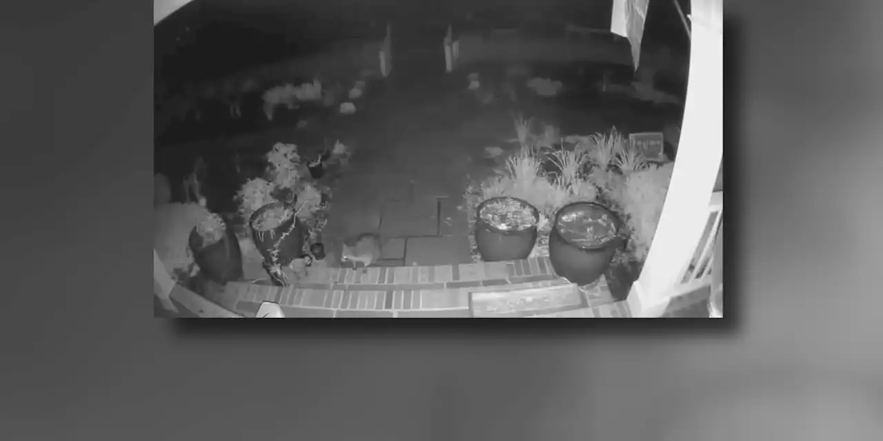 Hungry raccoon caught on camera stealing Portage County family’s 8 lb. Amazon package