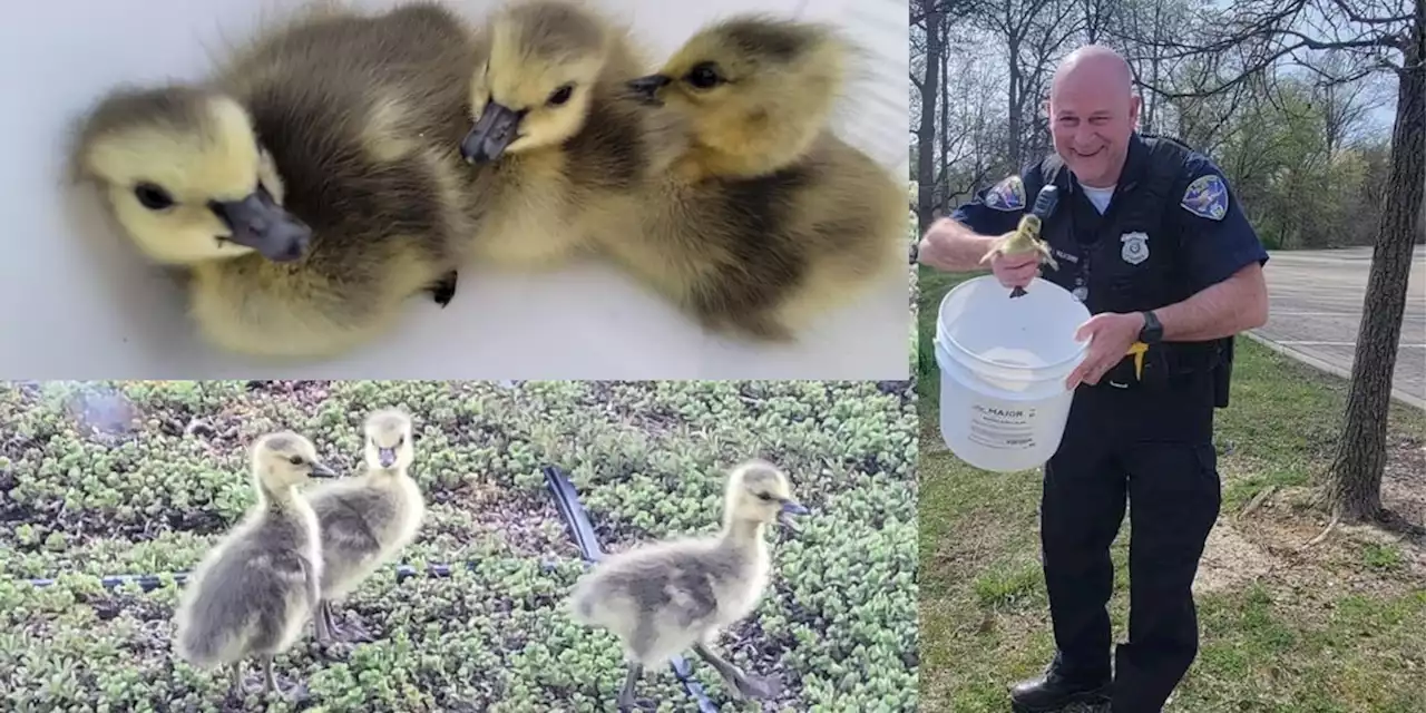 North Ridgeville Police officer rescues newly hatched goslings trapped on roof