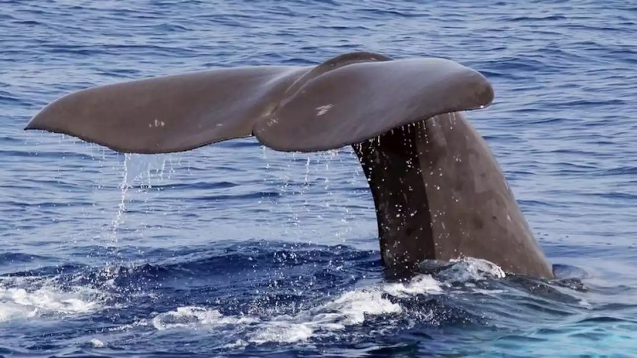 Marseille : un rorqual observé dans les calanques