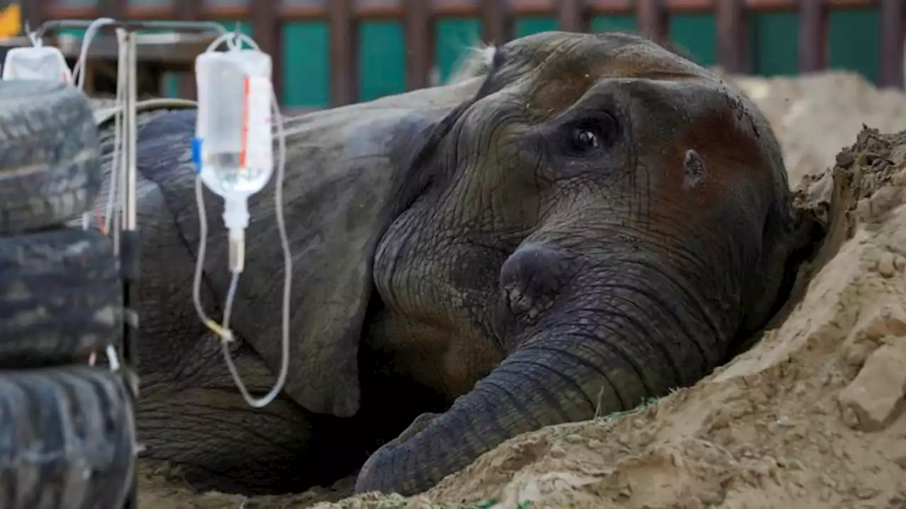 Critically ill elephant Noor Jehan dies at Pakistan zoo | CNN