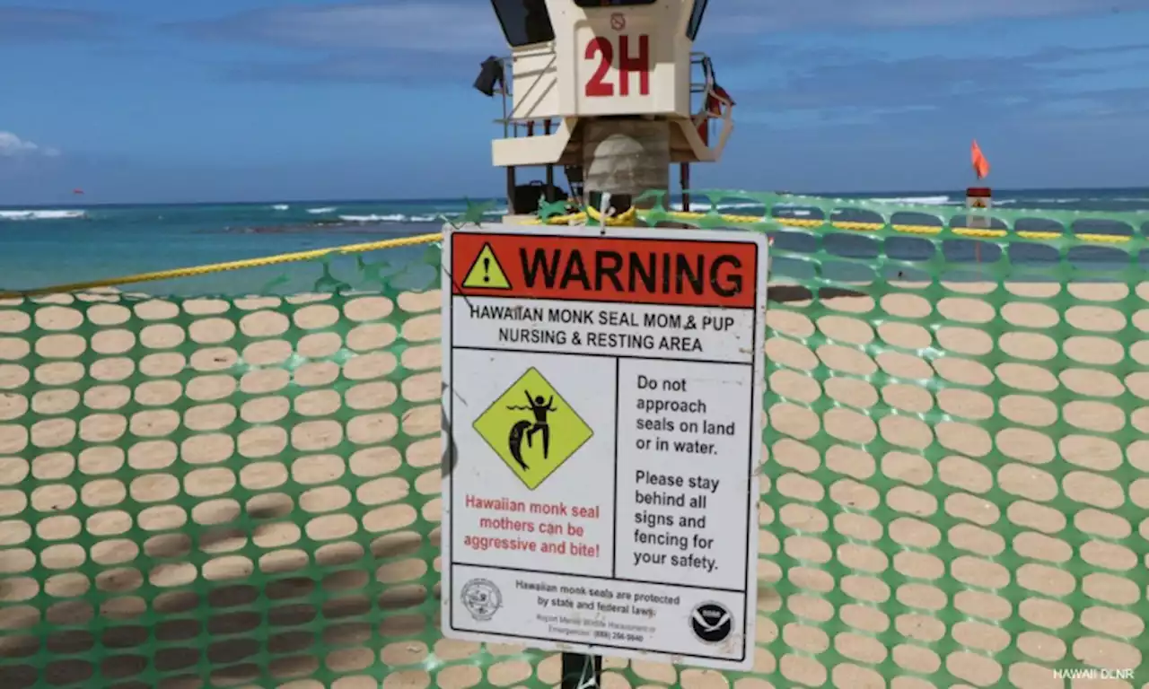 Hawaiian officials block beach to protect adorable endangered monk seal pup