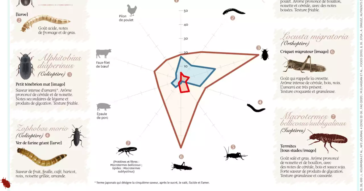 Infographie. Quels sont les insectes les plus goûteux ?